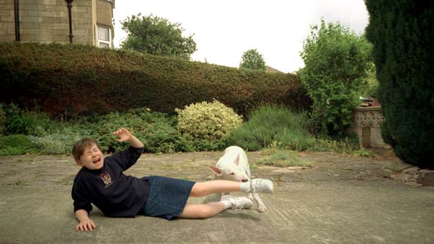 Animal Tragic, Tim Macmillan