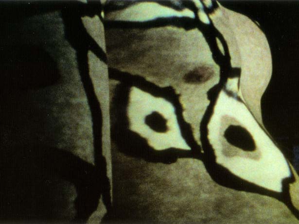 Body Projections, Tony Donoghue