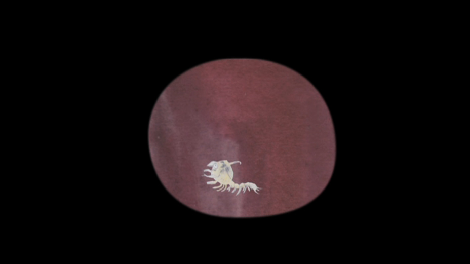 Edwina Ahston - ...in a rose columned forest