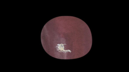 ...in a rose columned forest - Edwina Ashton