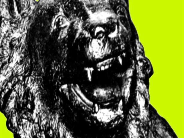 International Fauna, Melanie Jackson