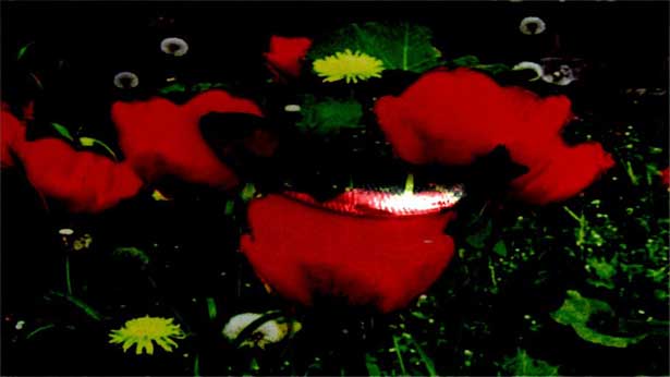 Sweet Salt, Katerina Athanasopoulou