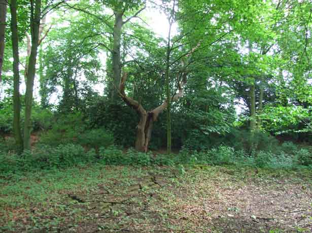 Severed, The Deracinater and The Isle, Simon Woolham