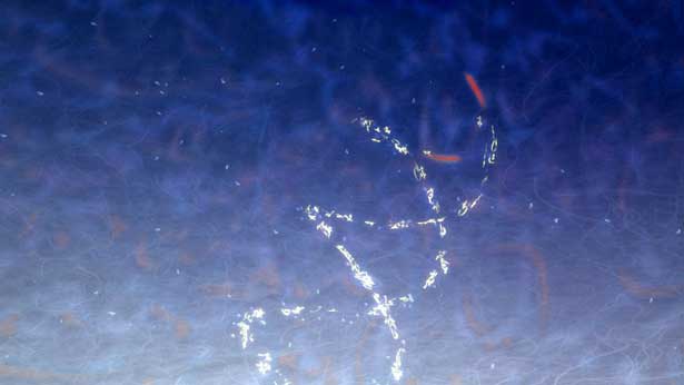 Tongue of the Hidden, David Alexander Anderson