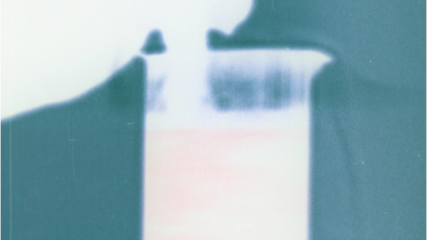 Tulips at Dawn, Rosie Pedlow