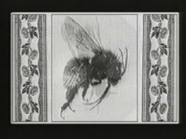 Wax or the Discovery of Television Among the Bees, David Blair