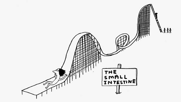 Who I Am and What I Want, David Shrigley & Chris Shepherd