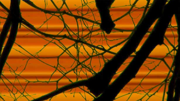 Without You, Tal Rosner